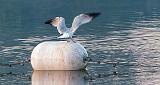 Gull On Top Of A Float_P1180620